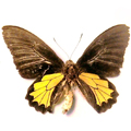 Common birdwing Triodes helena male